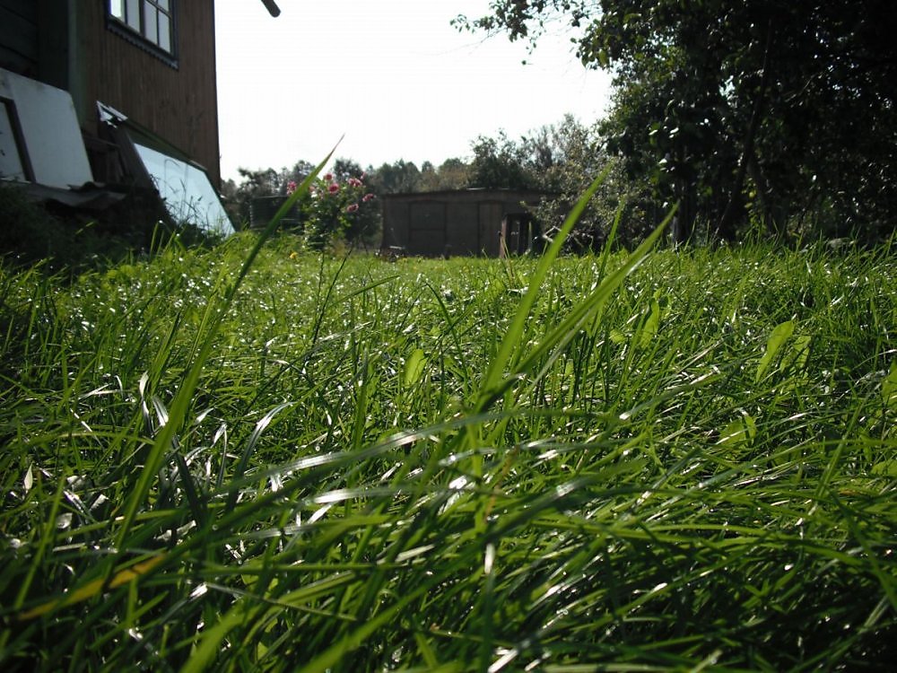 Трава У Дома Фото