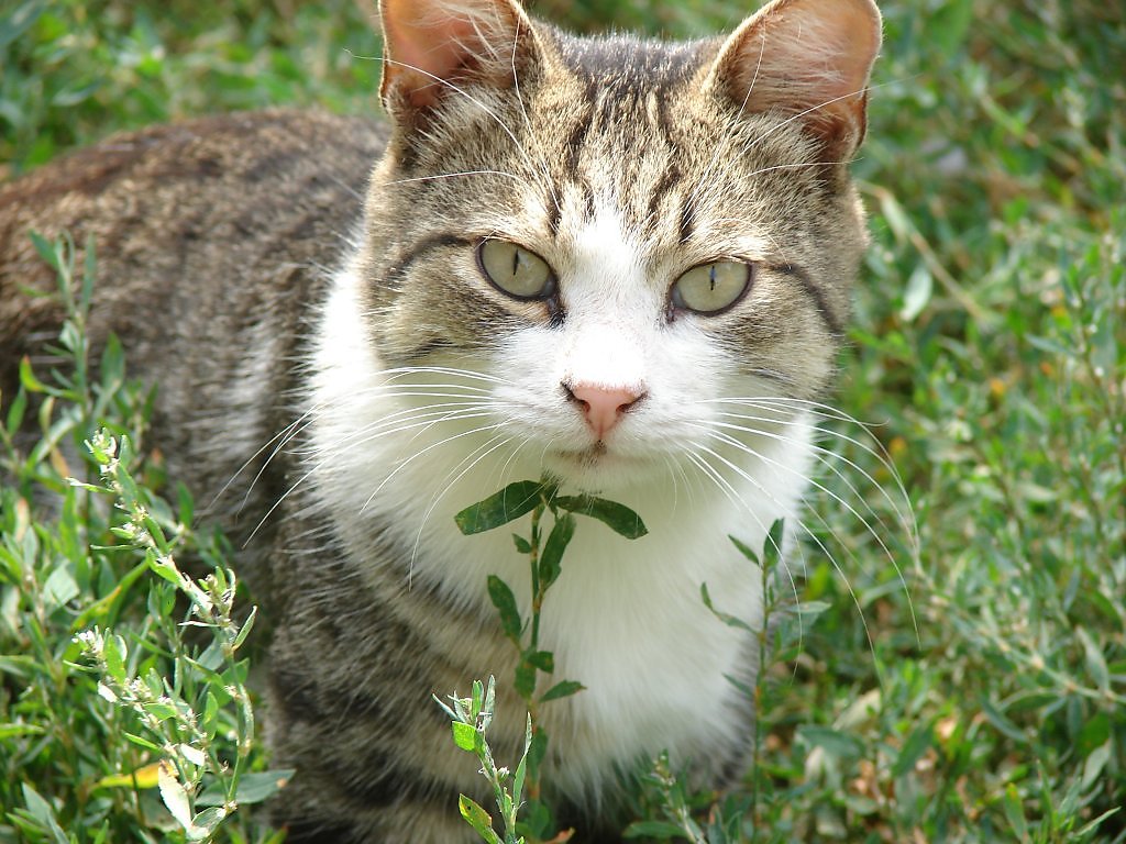 Картинки кот василий