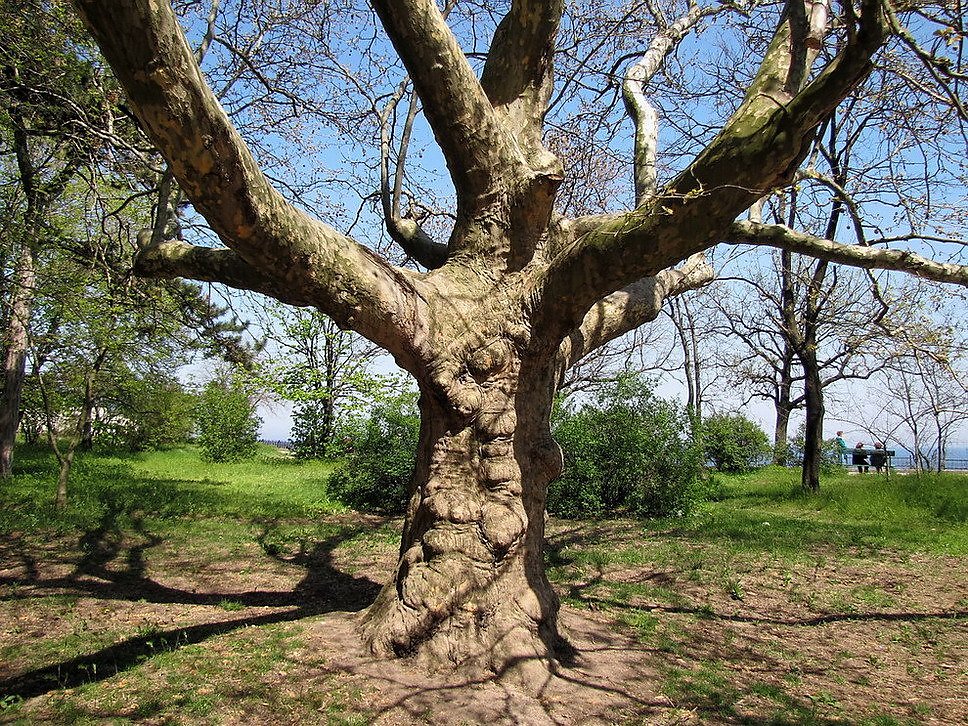 Платан москва. Платан дерево. Платан в Греции. Платан Platanus kerrii. Платаны в Москве.