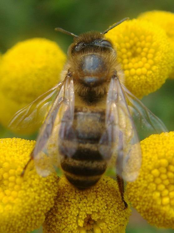 Пока пчелы. Анатолийская пчела. Минхоша пчела. Гранадский пчелы. Бужан пчела.
