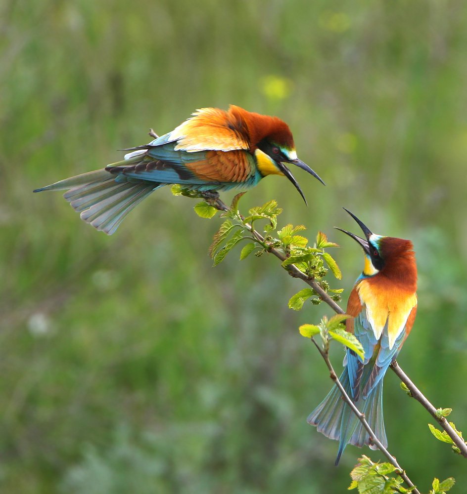 Les oiseaux. Птица которая питается пчелами. Птичка которая ест пчел. Птицы которые едят пчел. Птицы которые едят ОС.