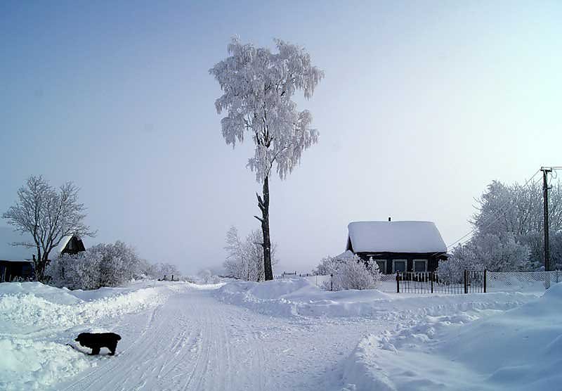 Деревня морозы