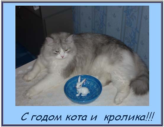 Когда год кота. 2011 Год кота. Год кота и кролика. 1999 Год кота. Год кота и кролика 2023.