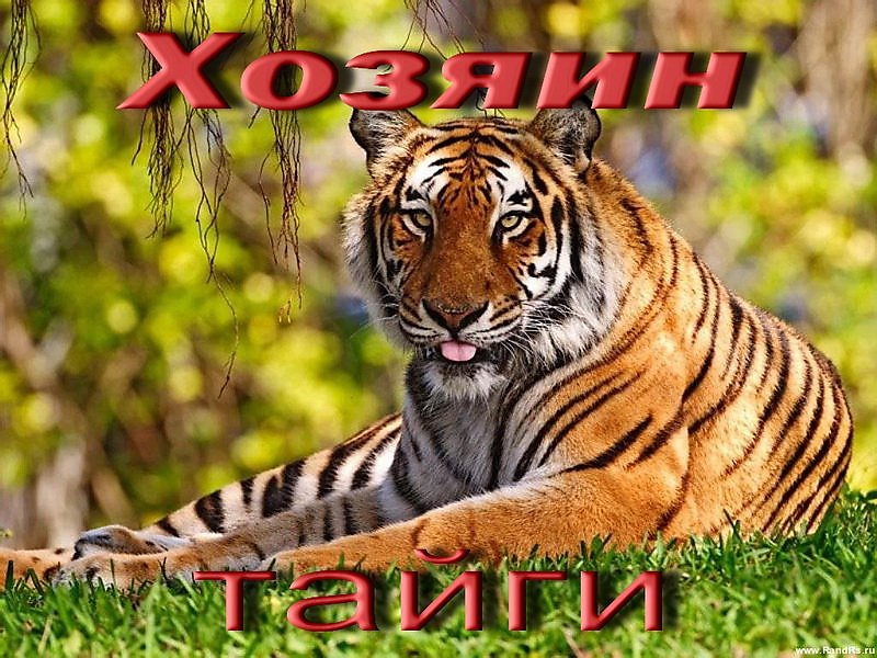 Хозяин тигры