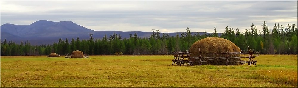 Якутия поле. Якутский Алаас. Таатта Алаас. Сенокос Саха сирэ. Саха Сирин айыл5ата.