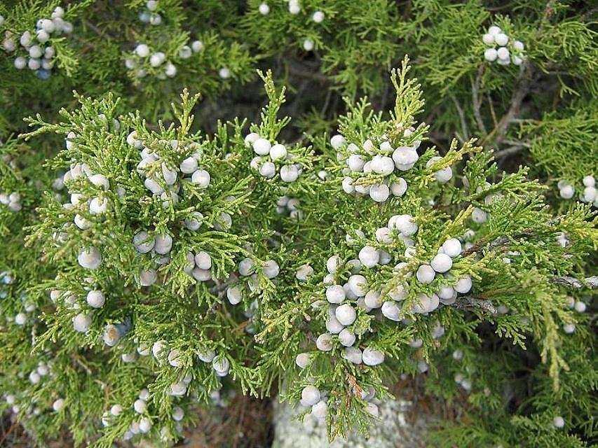 Juniper перевод. Вереск и можжевельник. Можжевельник обыкновенный и Вереск. Можжевельник Вересковый. Гороховидный можжевельник.