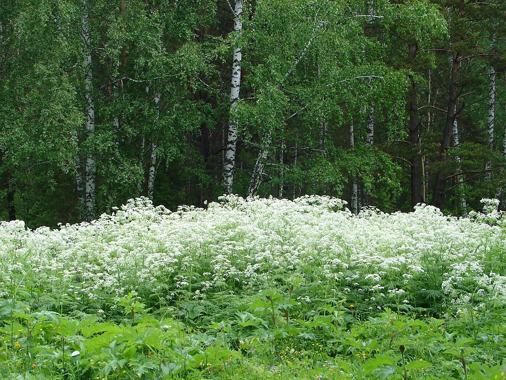 Болиголов картинки фото