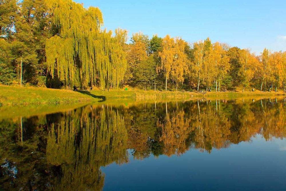 Фото осеннего Медведевского леса Орел