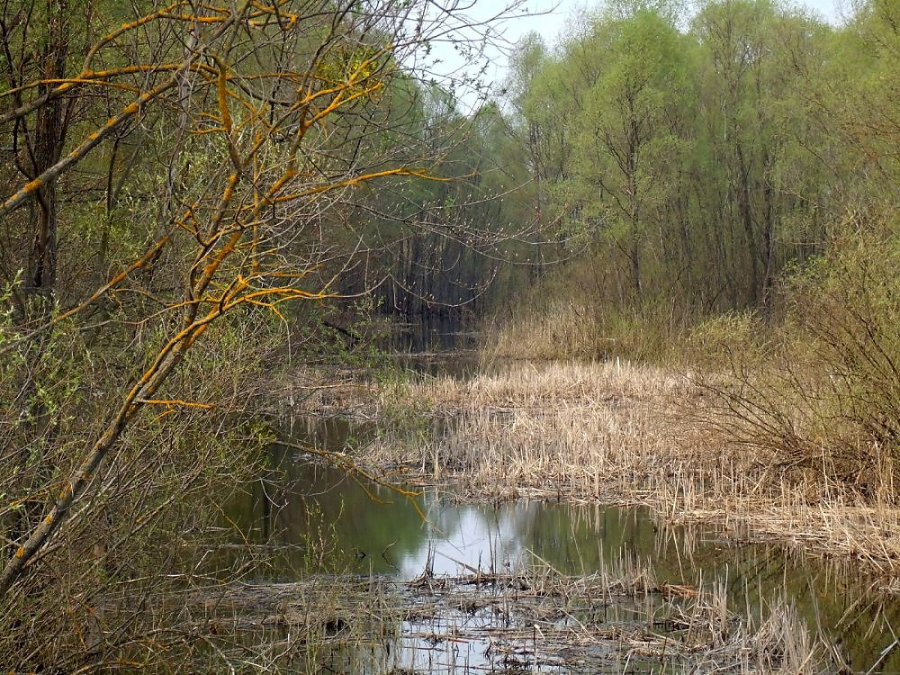 Река припять в чернобыле