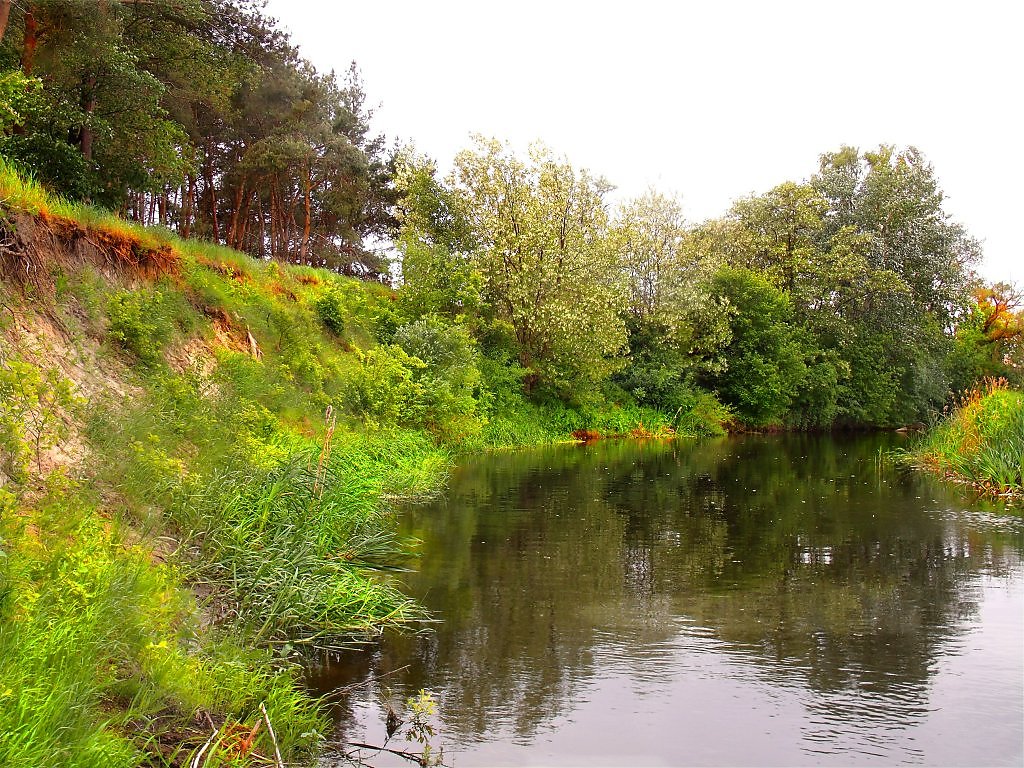 Берега заросли. Берег реки заросли. Заросший берег реки пейзаж. Берег заросший ивняком. Природа река обрывистый берег.