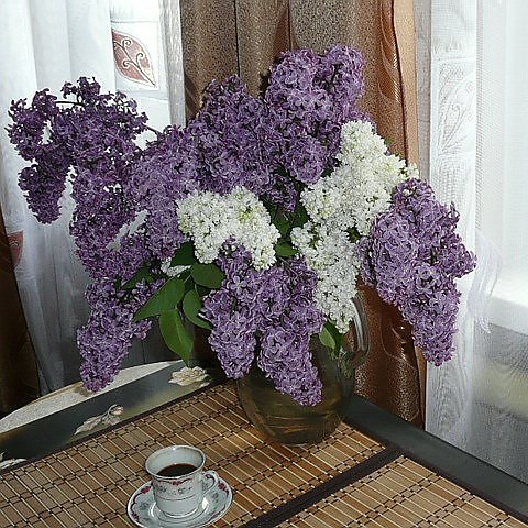 Можно ли ставить сирень в доме. Букет махровой сирени. Сирень у дома. Сирень в вазе дома. Букет сирени дома в вазе.