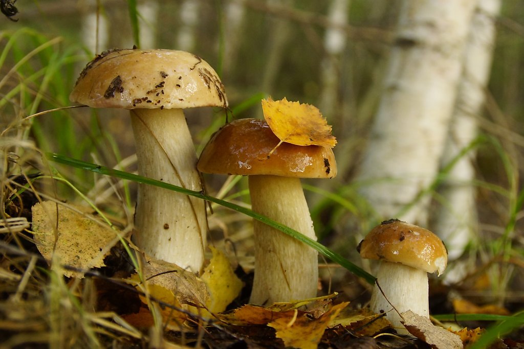 Gather mushrooms. Грибная пора. Грибы Вятки. Береза и подберезовик. Грибы осенью в пасмурную погоду.