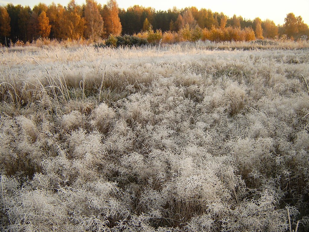 Из припудренной утренним инеем. Утренний иней. Ширяева утренний иней купить.