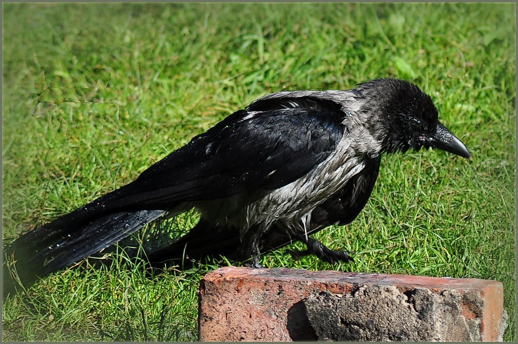 Соленая ворона в калининграде рецепт с фото