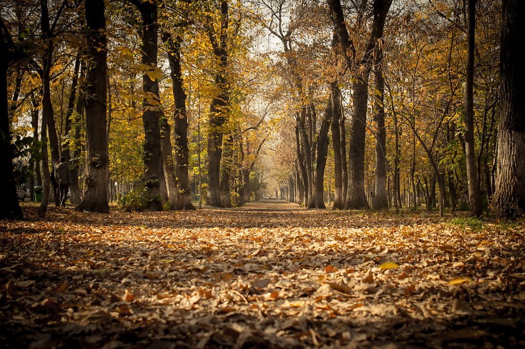 Осень каталог товаров. Пушкинская тропа осенью. Ай Петри осень тропинка. ARS-Trail autumn. Картинки осенняя тропа пасмурно велосипед.