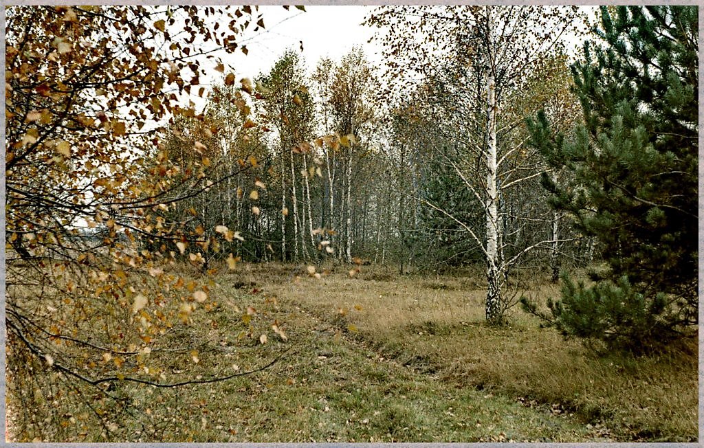 Роняет лес. Пушкин багряные леса. Сребрит Мороз увянувшее поле Михайловское поздней осенью. Роняет лес фото.