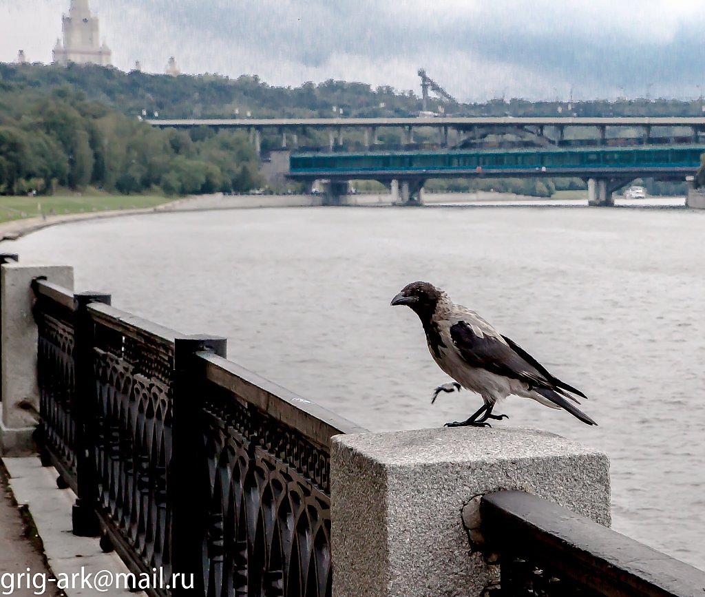 Вороны москвы