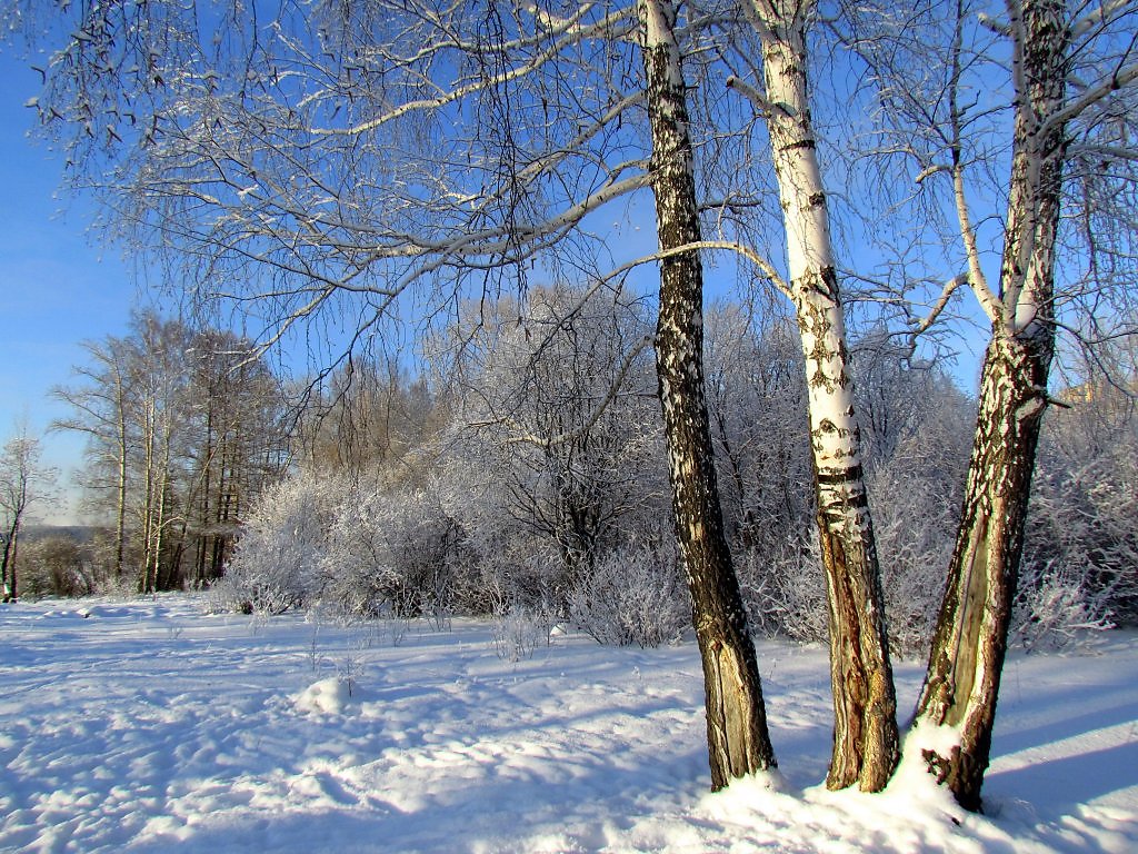 Серию зима. Декабрь в Подмосковье природа. Декабрь на Урале. Уральска природа зимой. Зимний пейзаж, осина.