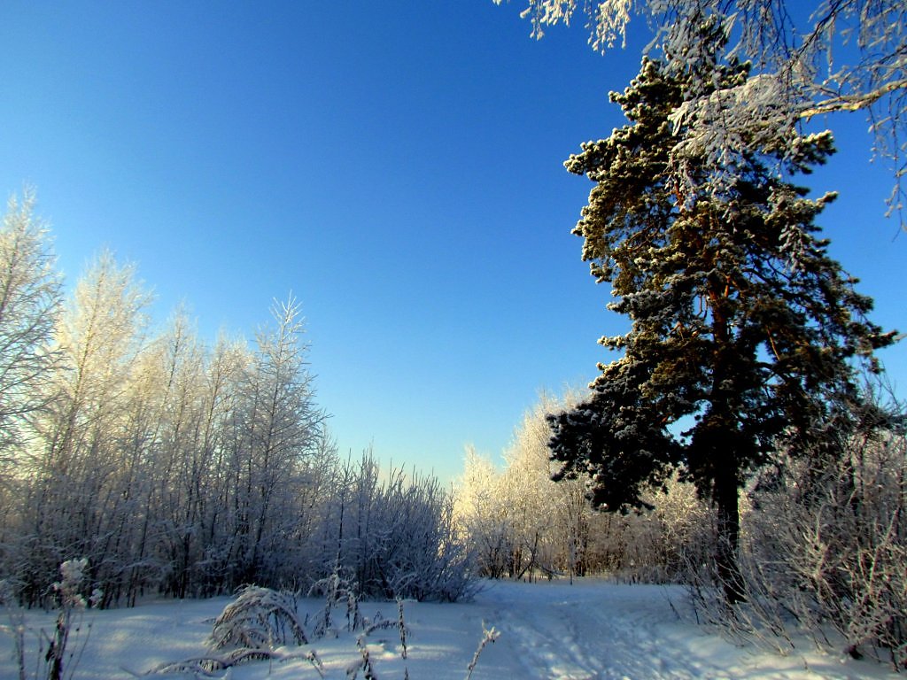 Урал зимой. Природа Урала зимой. Зимний пейзаж Урала. Уральская природа зимой. Пейзажи Уральской природы зима.