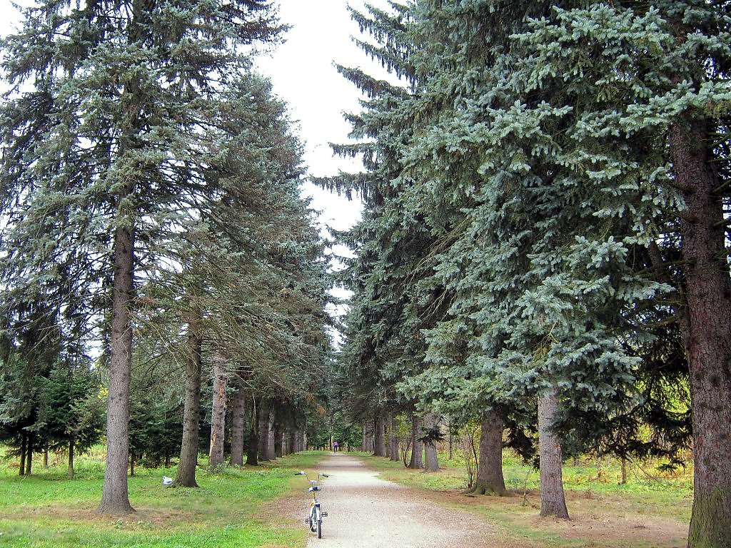 Дендрарий в дзержинске нижегородской области фото