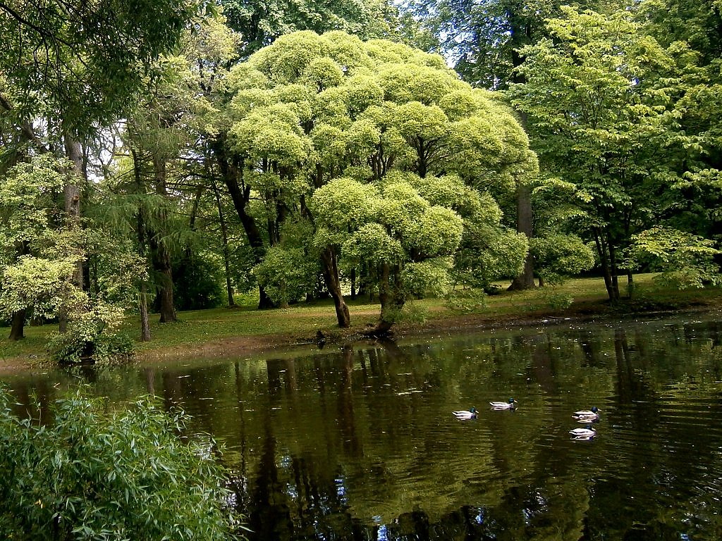 Дендрарий хабаровск фото