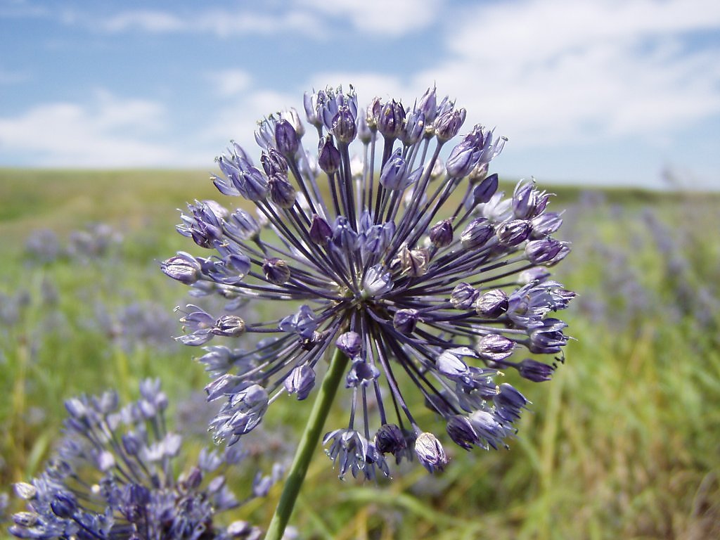 Синий лук. Лук голубой Allium caeruleum Pall. Caeruleum аллиум. Аллиум голубой (Allium caeruleum). Лук аллиум синий.