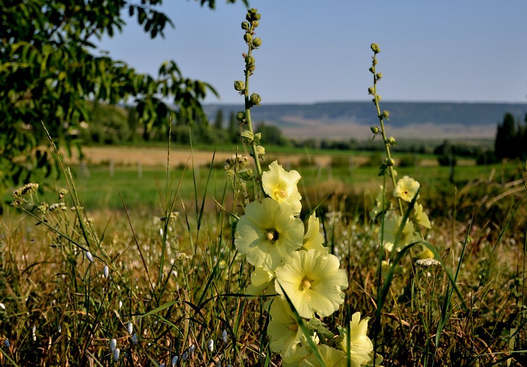 Мальва дикая фото