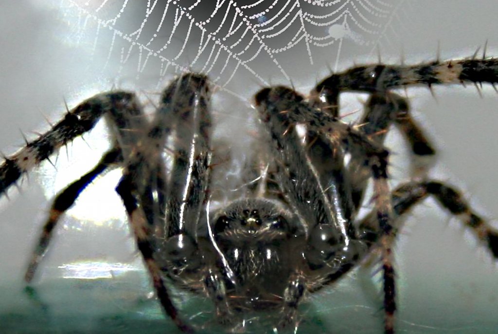 Найти по фото паука онлайн