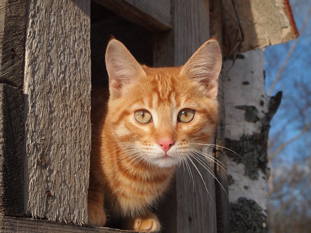 Рудим. Рыжий друг. Кот Борзель. Рыжий друг домики. Кот Борзель читать.