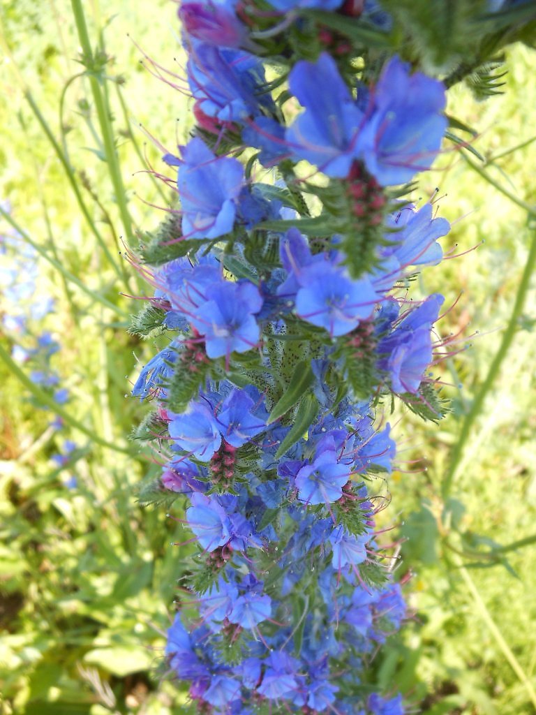 Синяк растение медонос фото