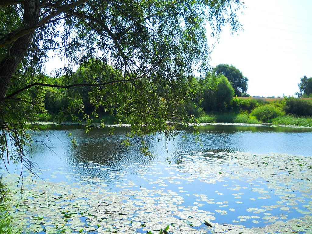 Река Галина в Рязанской области. Летняя пора фотографии. Река Галина фото. Летняя пора фото Россошь.