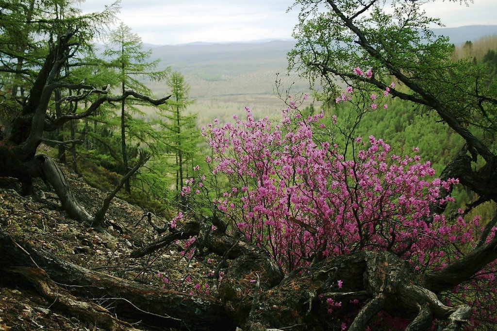 Багульник сопки фото