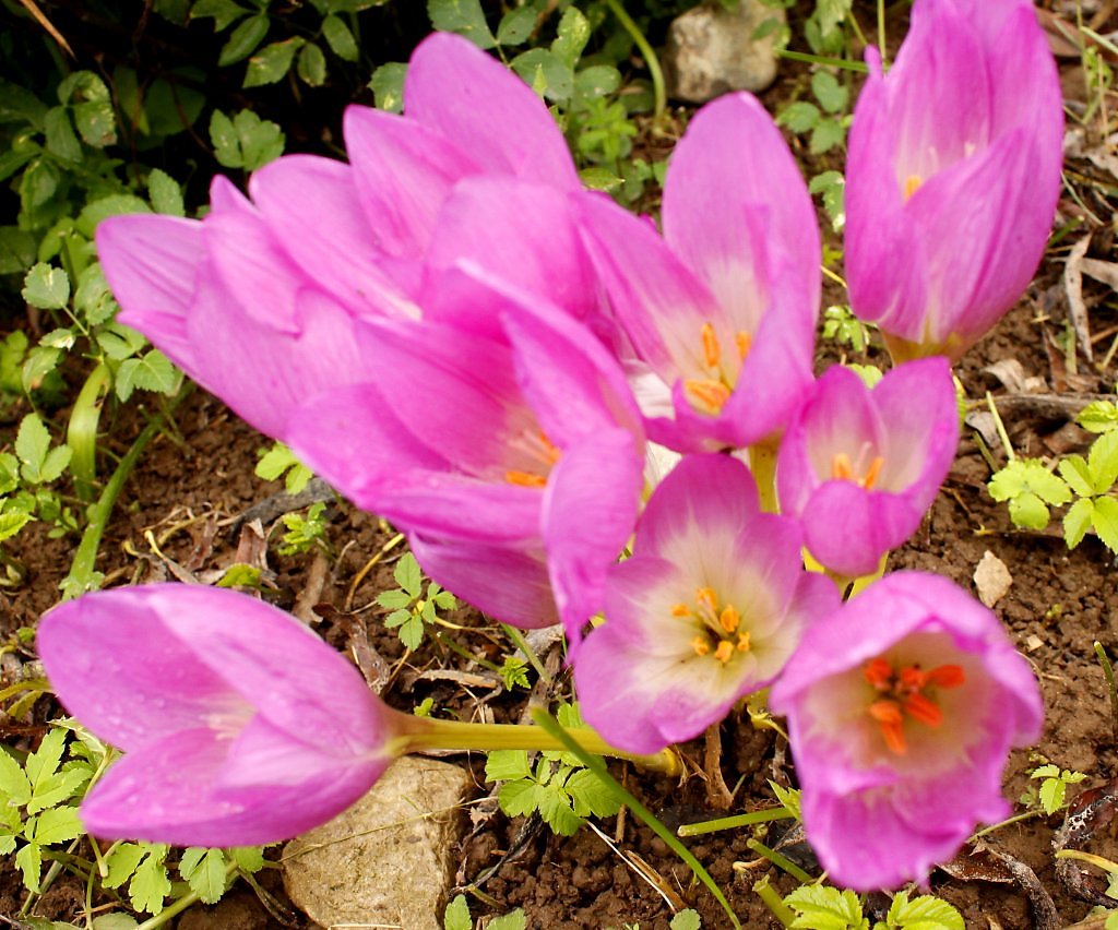 Безвременник описание фото. Безвременник Королевский. Безвременник (Colchicum) Nancy Lindsay. Пион и безвременник. Безвременник розовый гигант.