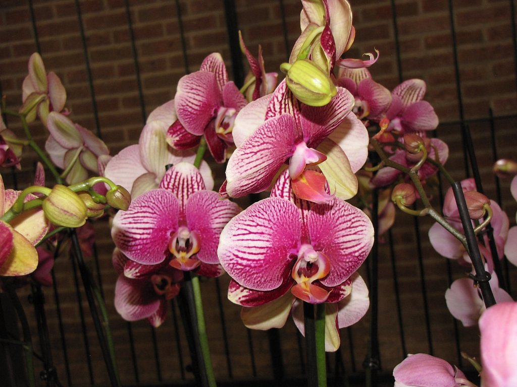 Пиниф орхидея фото и описание