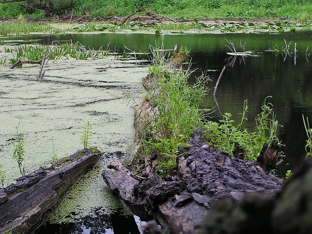 Старое русло