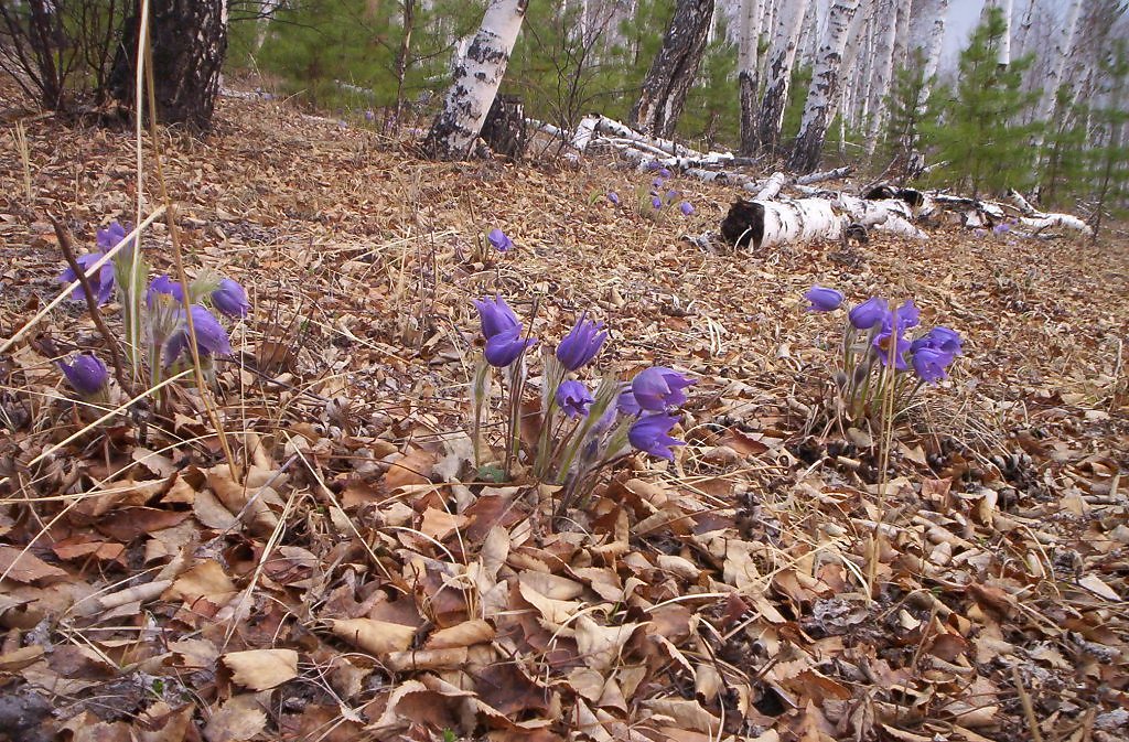 Весна в забайкалье фото