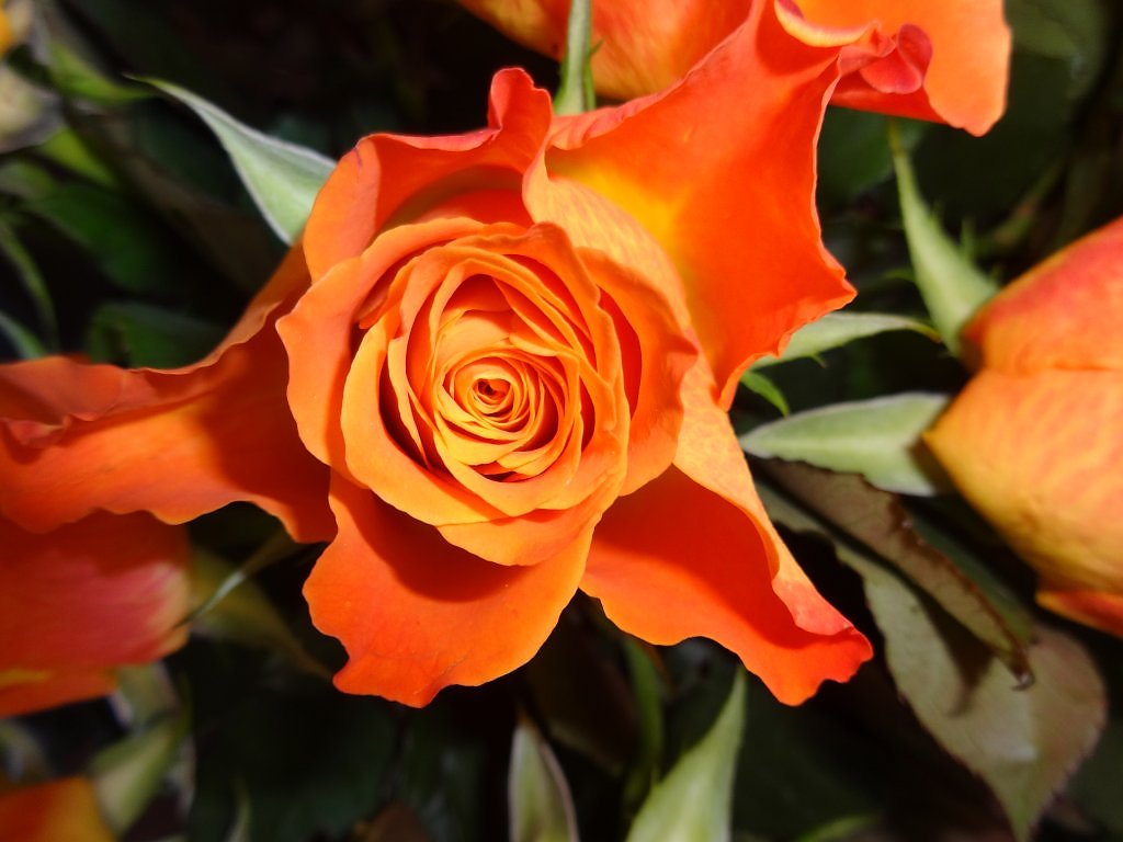 Роза оранж корона фото и описание