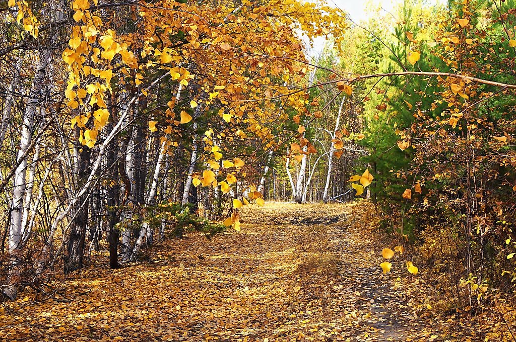 Осень осень ну давай минус