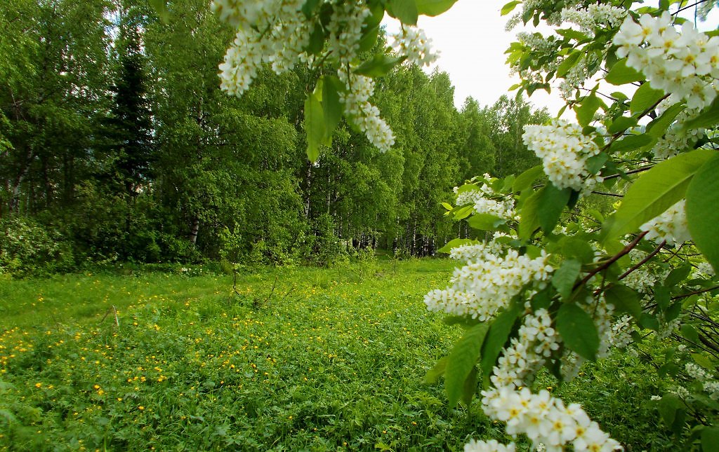 Владивосток лесная поляна фото