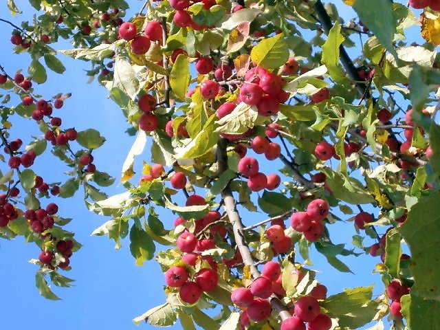 Райские яблочки растение фото