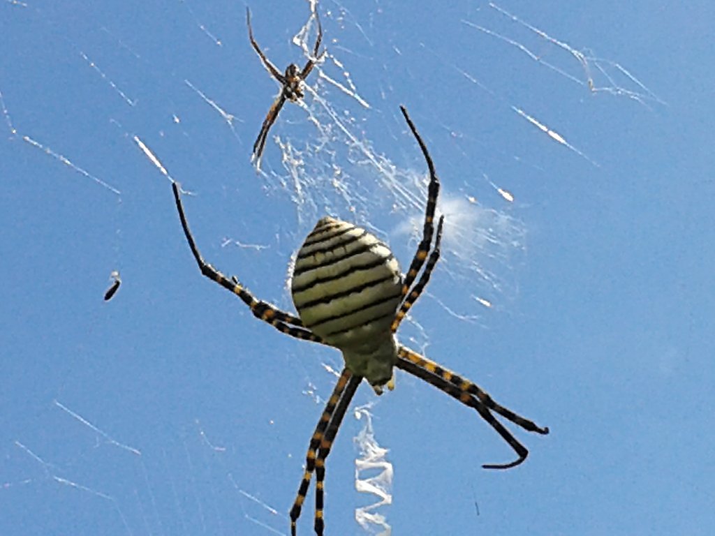 Spider rain. Паук. Летающий паук. Австралийские пауки. Австралийские пауки летающие.