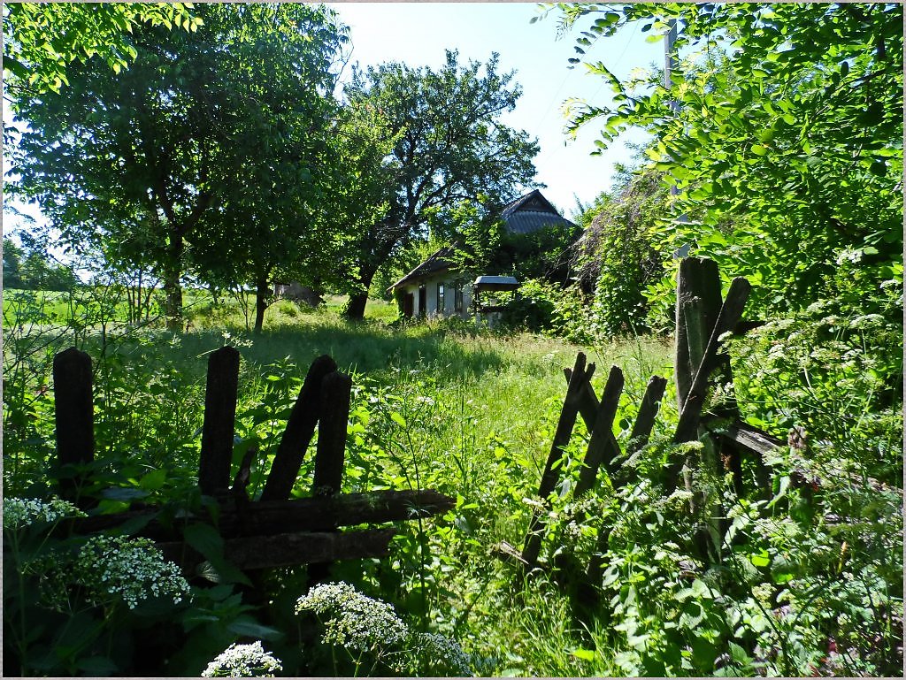 Ну селе. Заброшенный двор деревня. Село Яцыно Путивльский район. Двор заброшки деревни. Растения деревни Карышкино.