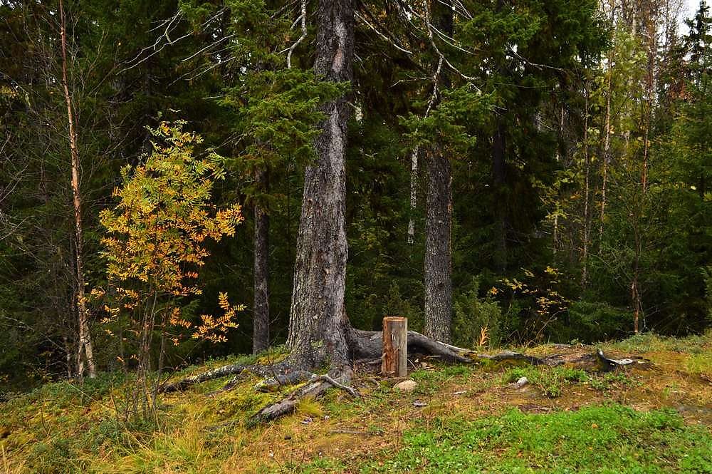 Опушке 4. Веденеев лес. Альпийский лес опушка. Опушка леса стоянка. Путешествие на лесную опушку.