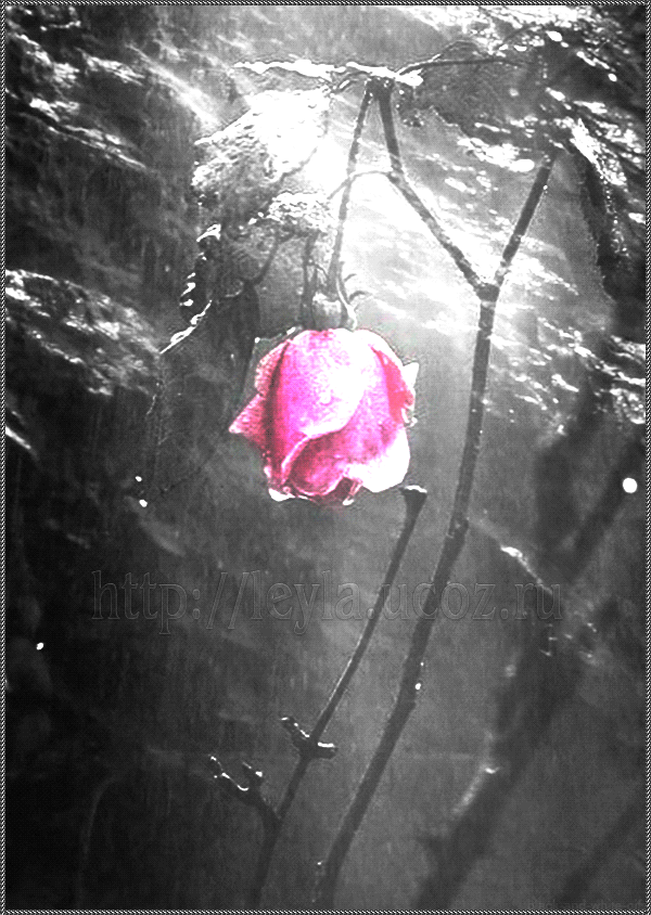 Гонит лепесток. Разбитый цветок. Опавшие лепестки. Красивые розы под дождем. Падающие цветы.