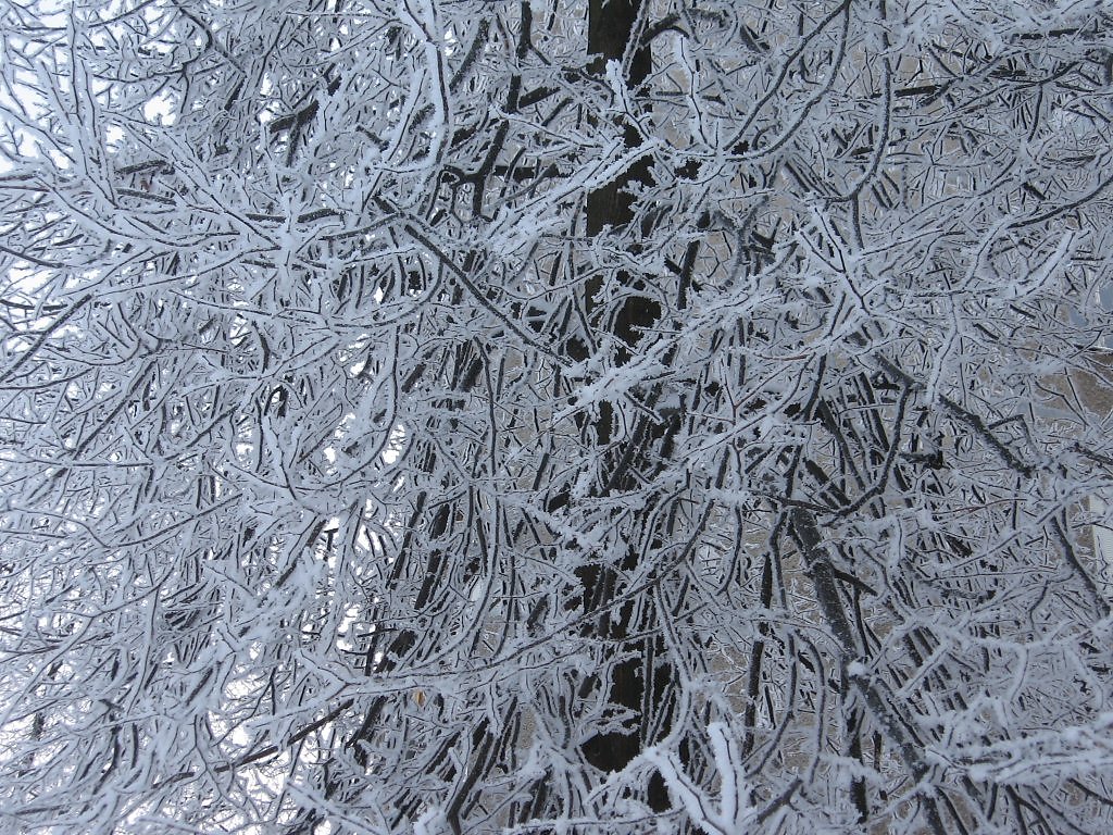 Снежное кружево на деревьях