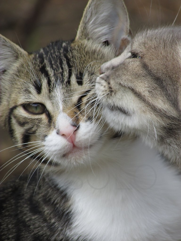 Поцелуй котенка картинки