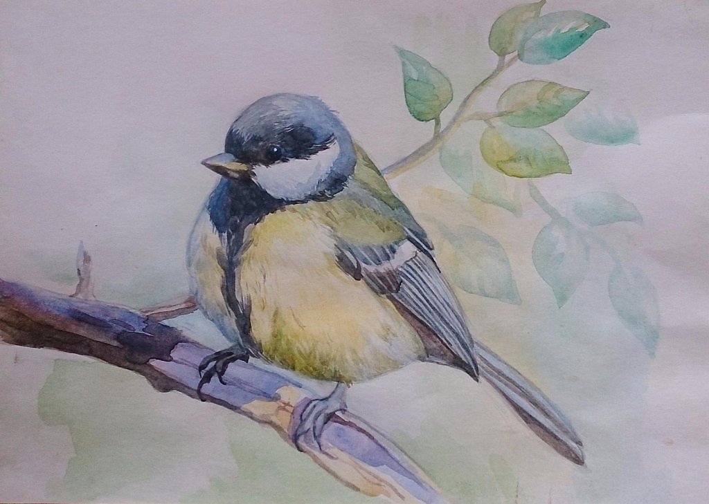 Синица легко. Рисование птиц. Птица рисунок. Синичка цветными карандашами. Синица рисунок.