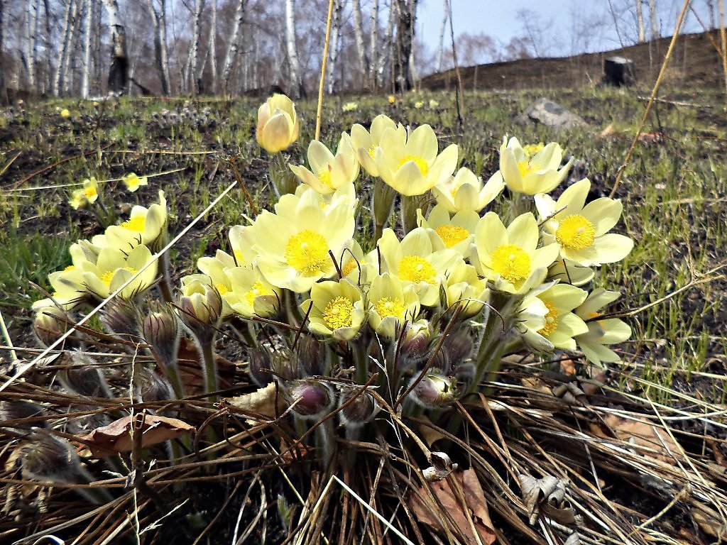 Подснежники в бурятии фото