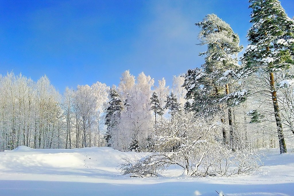 Слава белая зима. ААА белая зима. Красивые фото зимой в Вейделевке. Такая белая зима. АА белая зима началась.