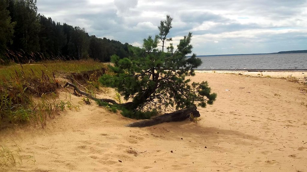 Цой сосны на берегу. Плиеньциемс сосны на морском берегу. Хорватия сосны и море. Сосна на берегу реки с шалькой. Усково Ленинградская область одинокая сосна на Песчаном пляже.